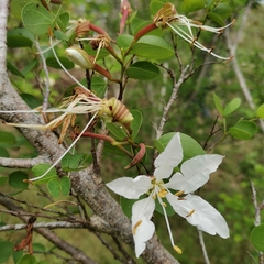 Bauhinia bowkeri