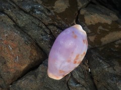 Talostolida pellucens