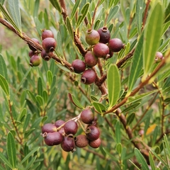 Syzygium oblancilimbum