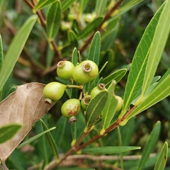 Syzygium oblancilimbum