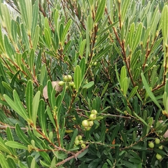 Syzygium oblancilimbum
