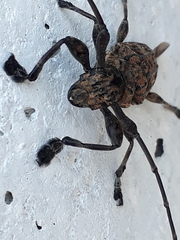 Steirastoma histrionicum