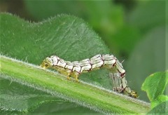 Calesia xanthognatha