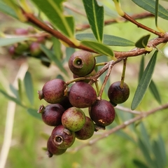 Syzygium oblancilimbum
