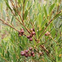 Syzygium oblancilimbum
