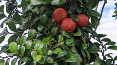 Ficus aurantiaca parvifolia