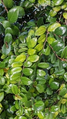 Ficus aurantiaca parvifolia