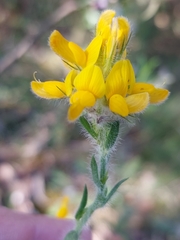 Genista tournefortii