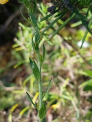 Genista tournefortii
