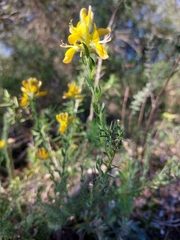 Genista tournefortii