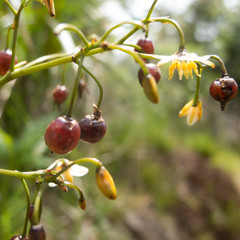 Dianella sandwicensis
