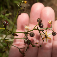 Dianella sandwicensis