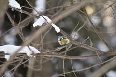 Cyanistes caeruleus