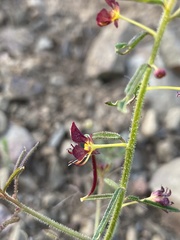 Cleome violacea