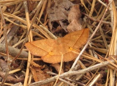 Metarranthis obfirmaria