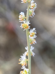 Resedaceae