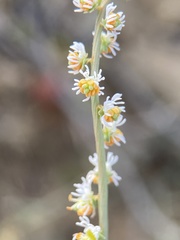 Resedaceae