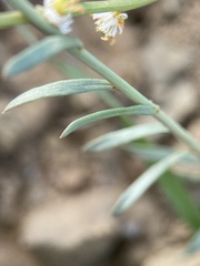 Resedaceae
