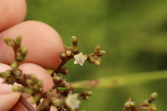 Sacosperma paniculatum