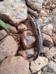 Notomabuya frenata