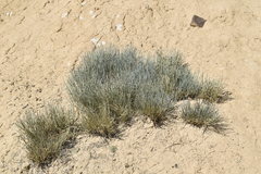Ephedra intermedia