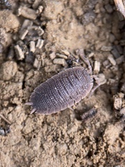 Porcellio echinatus