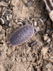 Porcellio echinatus