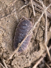 Porcellio echinatus