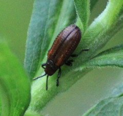 Microrhopala vittata