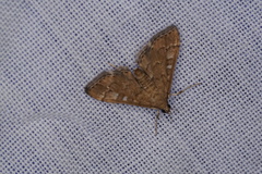 Nacoleia rhoeoalis