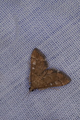 Nacoleia rhoeoalis