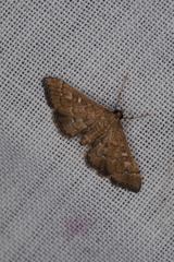 Nacoleia rhoeoalis