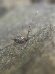 Holocnemus hispanicus