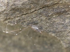 Holocnemus hispanicus