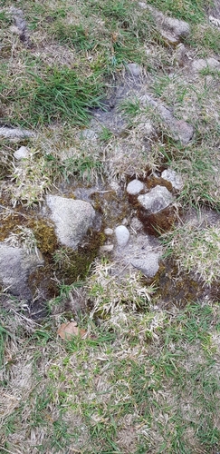 Image of Geheebia fallax by (c) Helen Waterman, some rights reserved (CC BY)