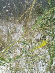 Melilotus officinalis