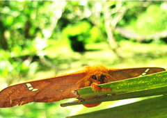 Cricula trifenestrata