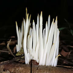 Clavaria fragilis vermicularis