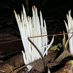 Clavaria fragilis vermicularis