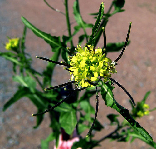 Sisymbrium irio
