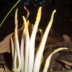 Clavaria fragilis vermicularis