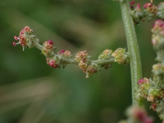 Atriplex australasica