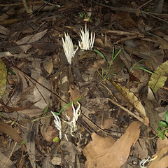 Clavaria fragilis vermicularis
