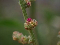 Atriplex australasica