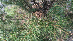 Juniperus rigida