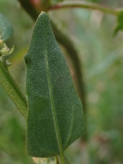 Atriplex australasica