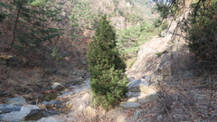Juniperus rigida