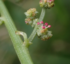 Atriplex australasica