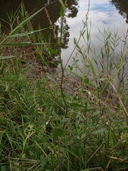 Atriplex australasica