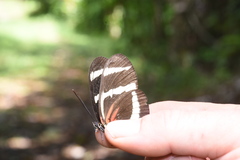 Heliconius hewitsoni